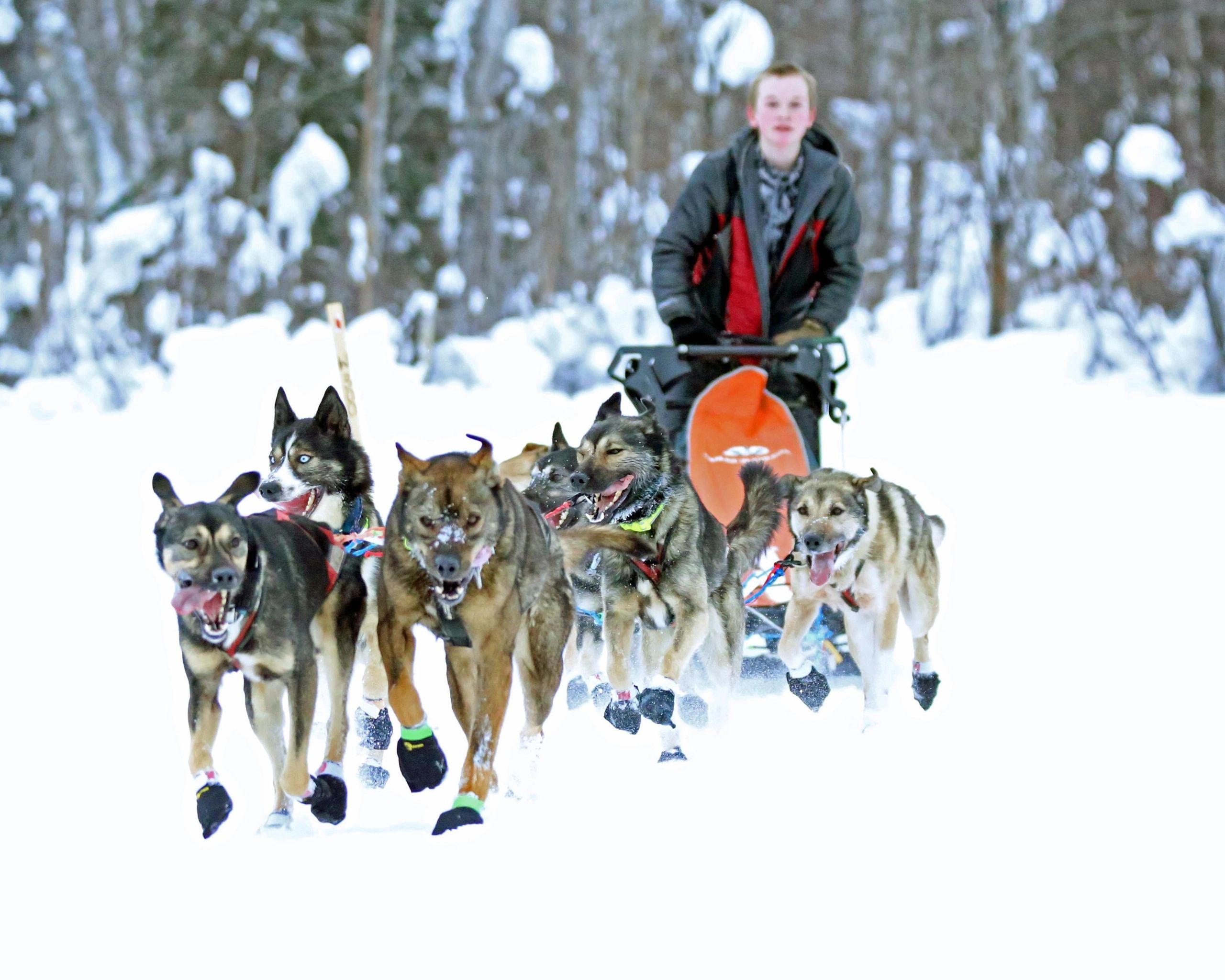 Glep Riding Dog Rock On Racing: Sled Dog Tours