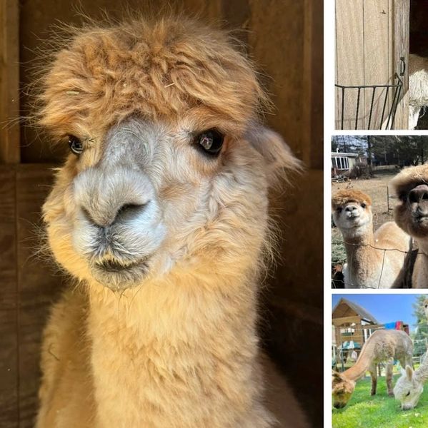 Close-up of a fluffy alpaca with a distinct hairstyle.