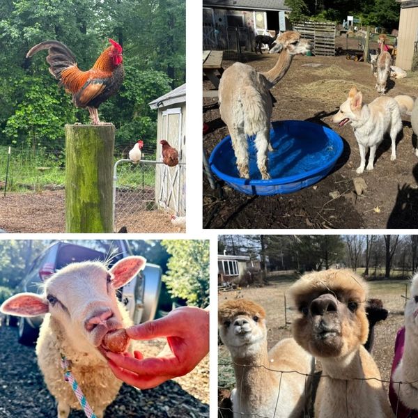 Farm animals including a rooster, alpacas, and a sheep being hand-fed.