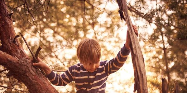 A young boy climbing a tree in a sunlit forest.