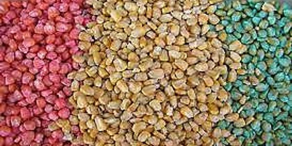 Multicolored maize seeds arranged in sections.