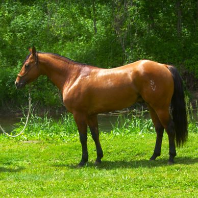 Bay horse standing on green grass.