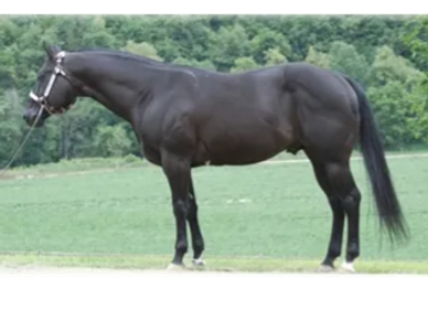 Black horse standing on grass with trees in the background.