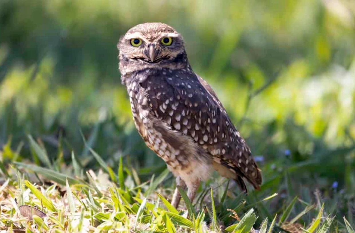 A spotted owl standing on grass under sunlight.