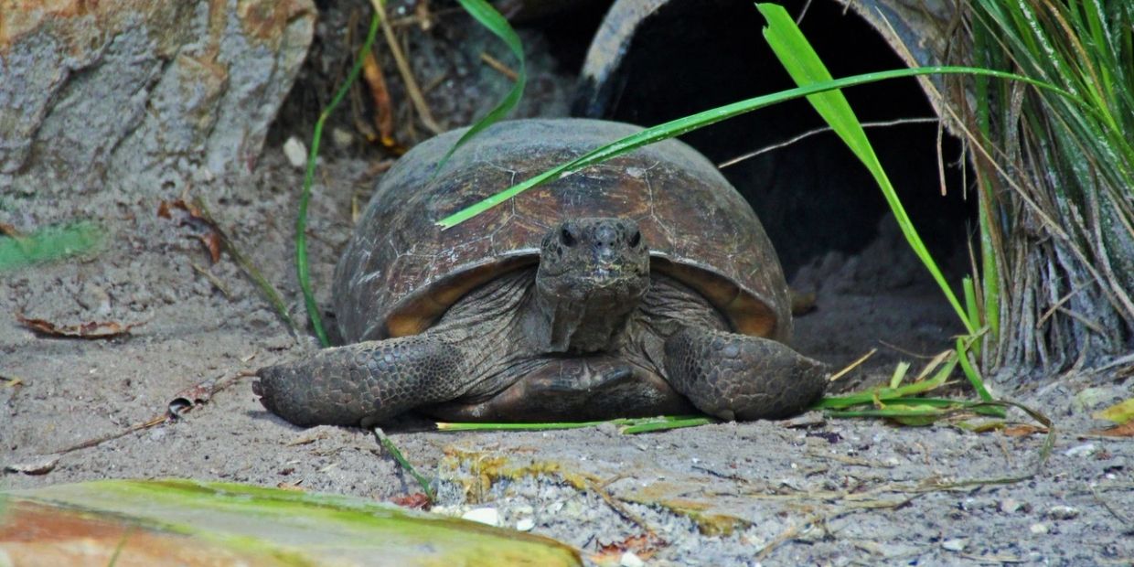 Turtle resting on sandy ground near vegetation.