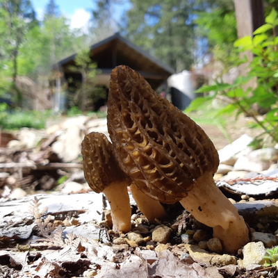 Morel mushrooms