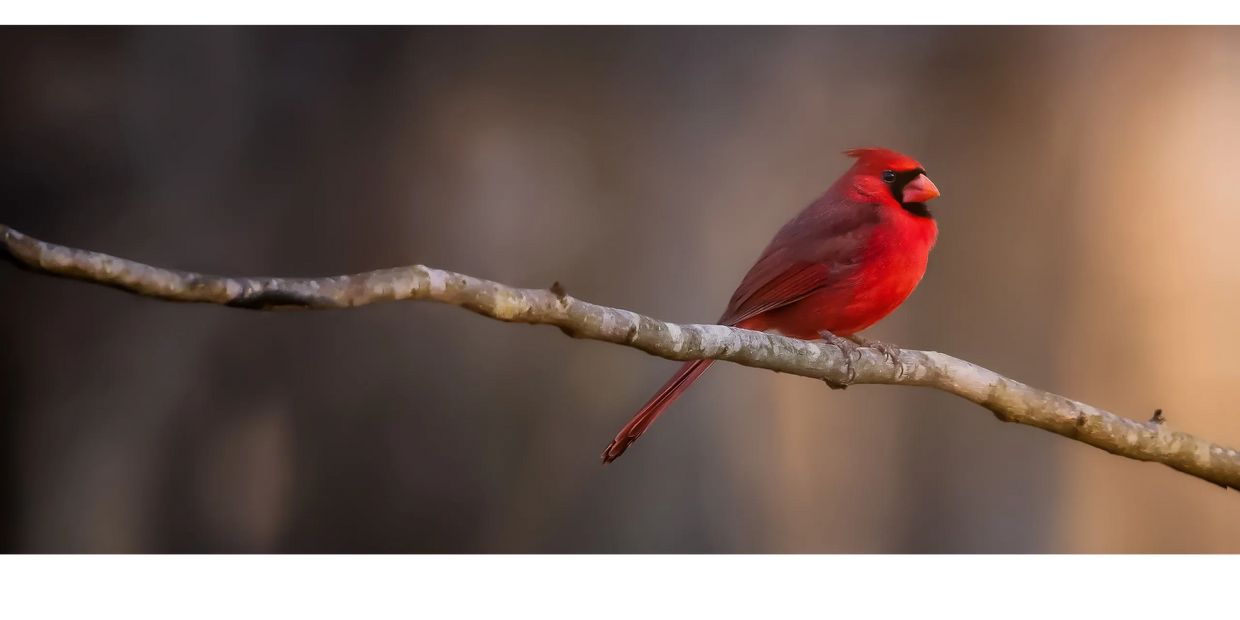 Red bird on branch