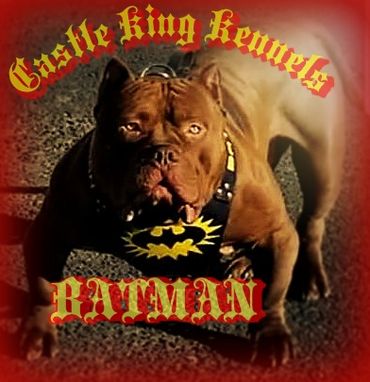 King kennels hotsell