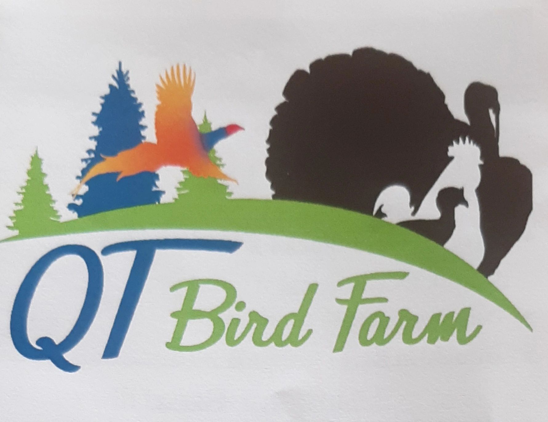 Poultry, Hatching Eggs QT Bird Farm , Ontario