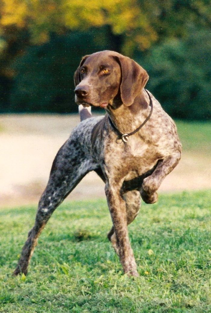 Honey Run Shorthairs