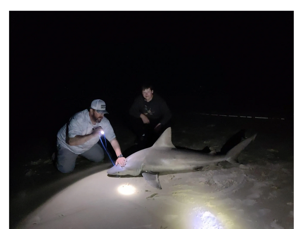 7.5' sandbar shark.