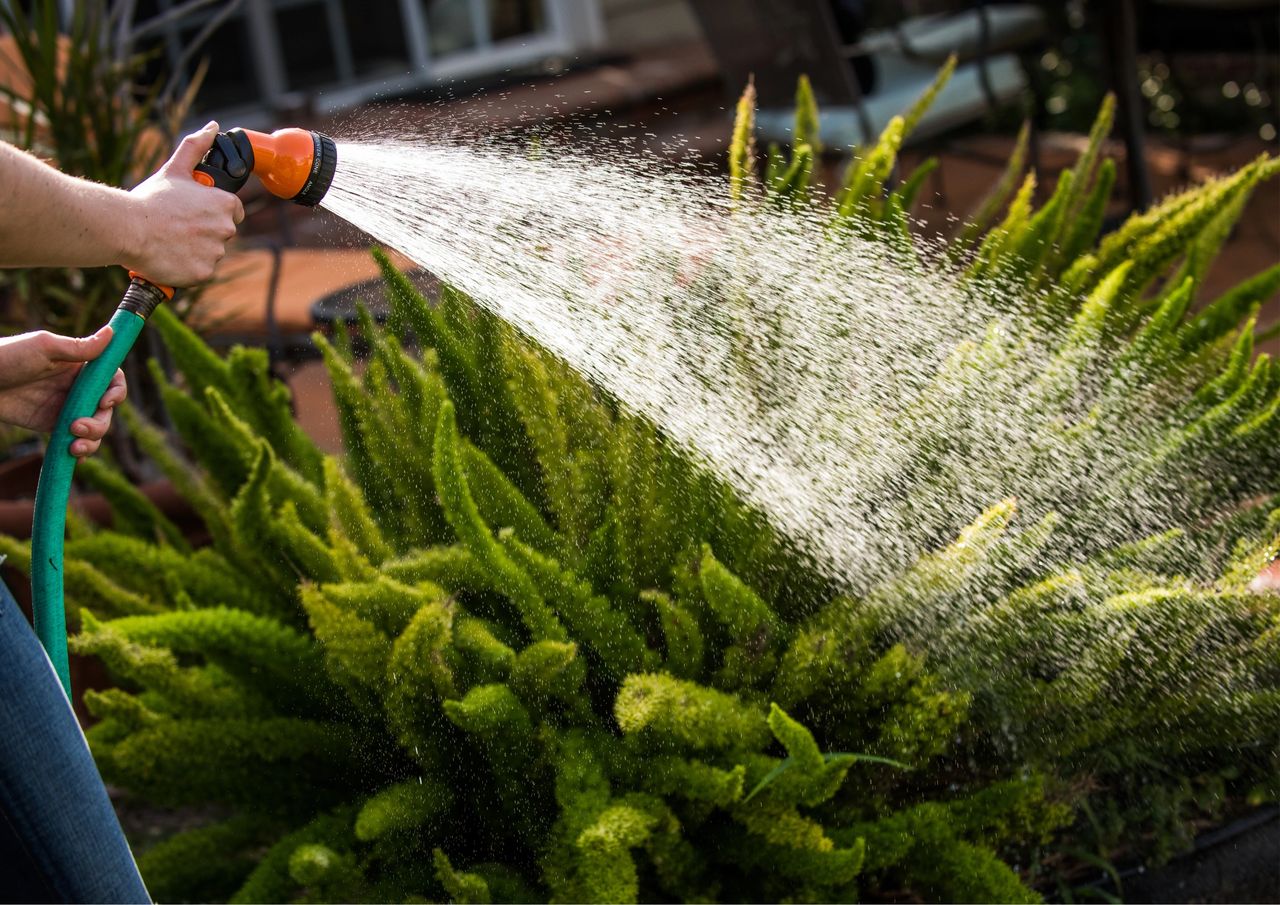 watering plants