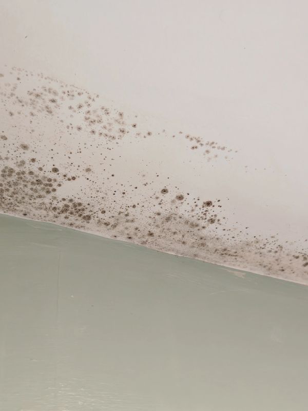 Ceiling mold growth near wall corner.
