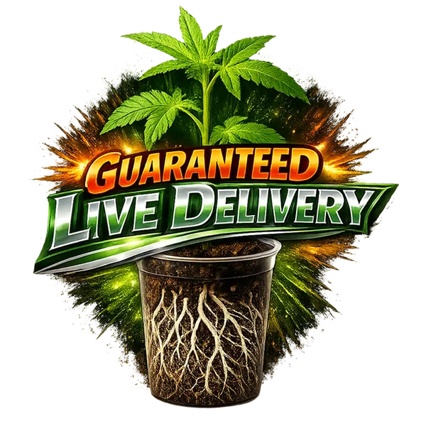 Buy Marijuana Clones, High THC Marijuana Clones, Buy Exotic Marijuana clones online, high THC clones