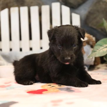 Adorable black puppy lying on a colorful blanket indoors.