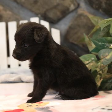 A small black puppy sitting on a blanket indoors.