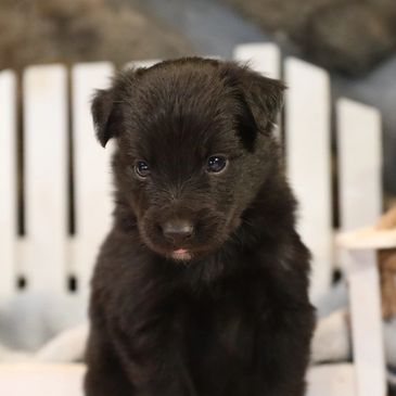 Adorable black puppy with soft fur sitting attentively.