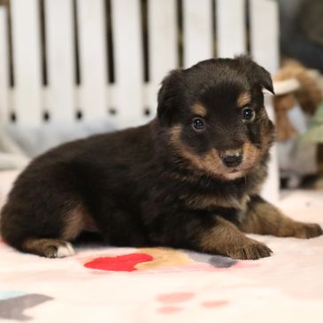Adorable black and brown puppy lying down indoors.
