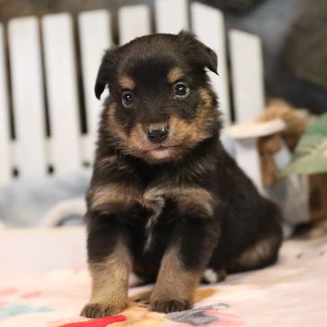 Adorable black and tan puppy sitting attentively indoors.