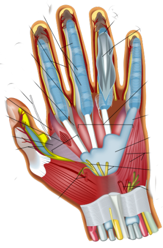 Hand dissection B6 for carpal tunnell trigger finger