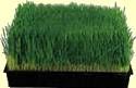 wheatgrass tray