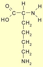 Lysine