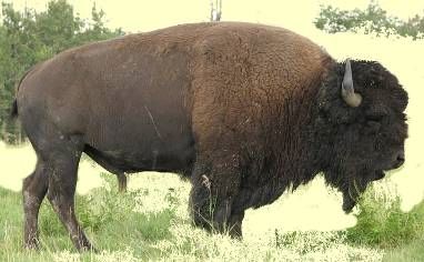 Bison Buffalo hunted to extinction just like the advanced prostate cancer