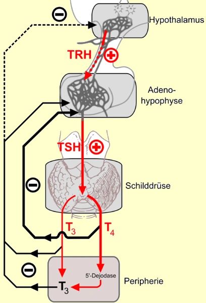 TSH Feed back Loop