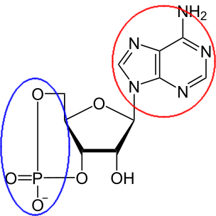 Cyclic AMP Adenosine Caffeine