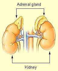 Adrenal Glands