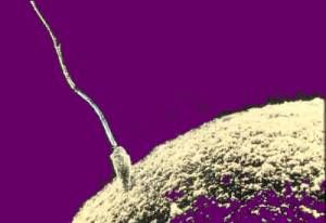 sperm and egg jeffrey dach md