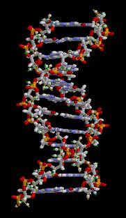 DNA Jeffrey Dach MD