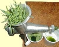 Wheatgrass Juicing Jeffrey Dach MD