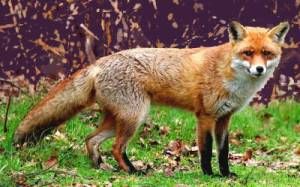 fox guarding henhouse vulpes