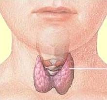 thyroid gland