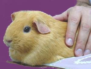 Guinea Pig lacks GLO Enzyme