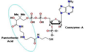 Pantothenic Acid Molecule