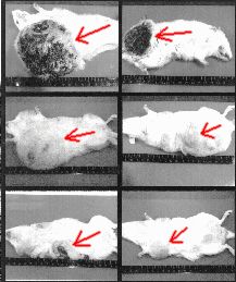Untreated Mice With Breast Cancer Tumors  Funihashi