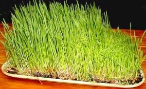 Wheatgrass Tray Jeffrey Dach