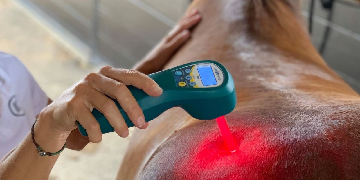 laser therapy in horses