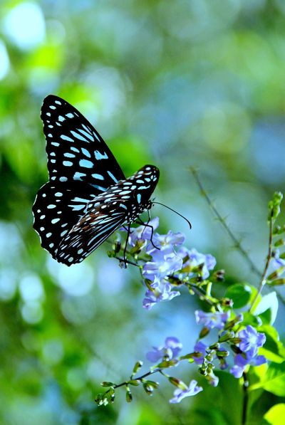 Blue butterfly lighting on a purple flower