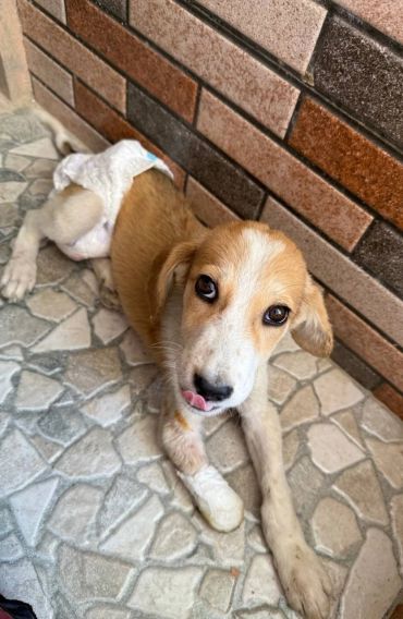 A puppy wearing a diaper lying on tiled floor near a brick wall.