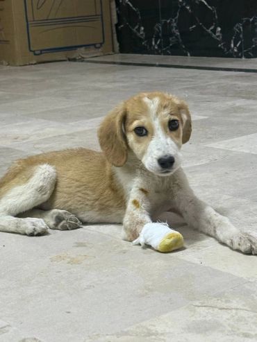 Injured puppy with a bandaged paw lying on tiled floor indoors.