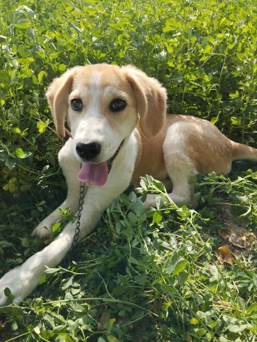 Happy young dog lying in the grass on a sunny day.