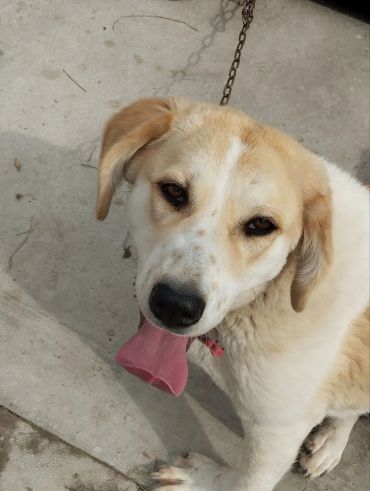 Happy dog with tongue out, sitting on concrete floor.