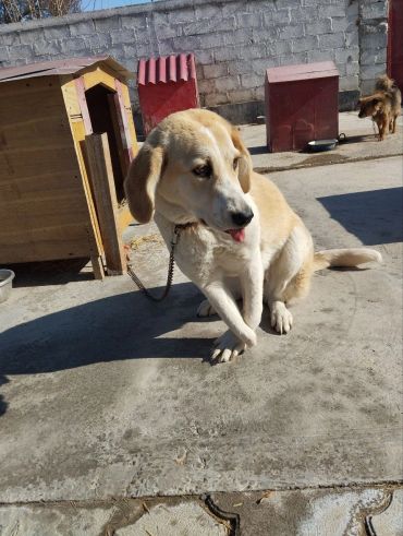 A light brown dog sitting on concrete near a wooden doghouse.