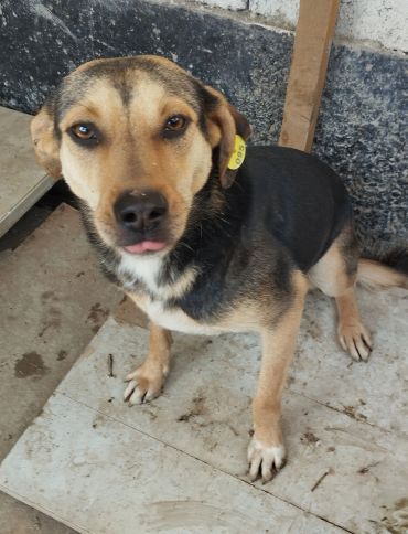 Cute dog with a yellow ear tag sitting.