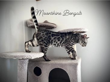 Best Silver Charcoal Bengal Cat, Beautiful Charcoal Bengal Cat, Hypoallergenic Bengal Kittens, CO