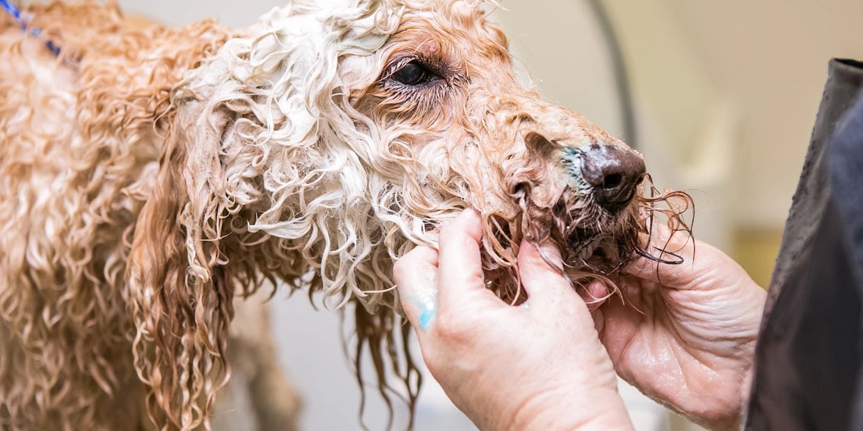 Services The Dog House Salon Freeport, IL