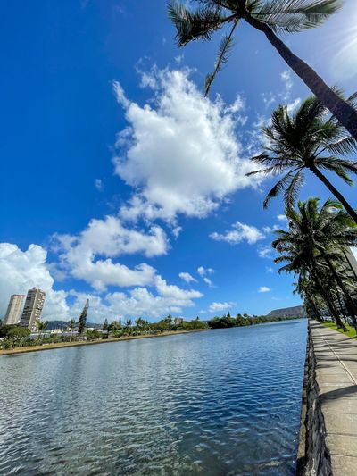 Palm trees lining a river under a blue sky with clouds.